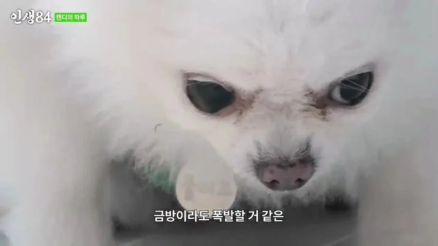기안84 : 저희 개는 물어요