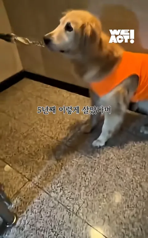 빡침주의) 폭염속 차 안에 살던 리트리버 카도 (7)