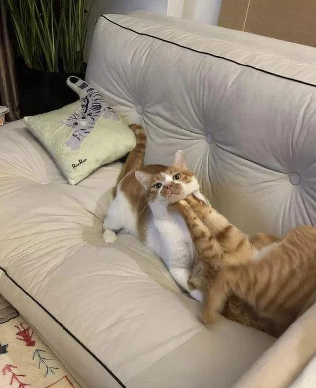맘마를 맛있게 먹은게 분명한 아기냥이 (15)