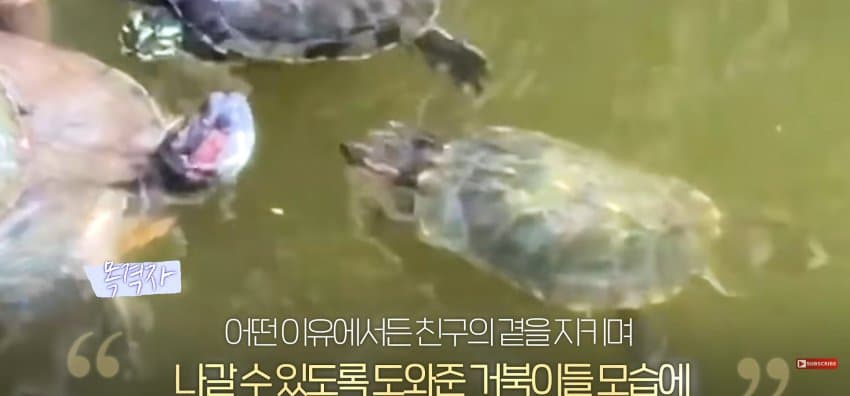큰 거북이 곤경에 처하자 헤엄쳐간 작은 영웅들 (14)