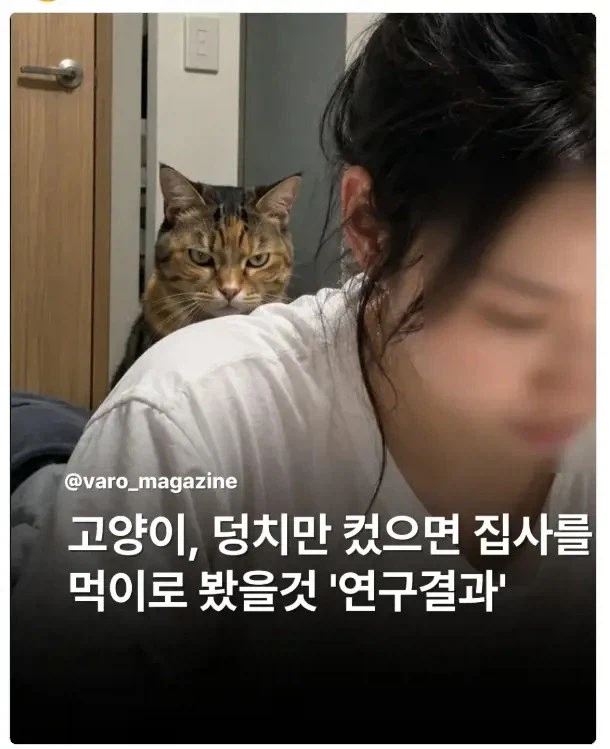 고양이 연구결과????_1.webp