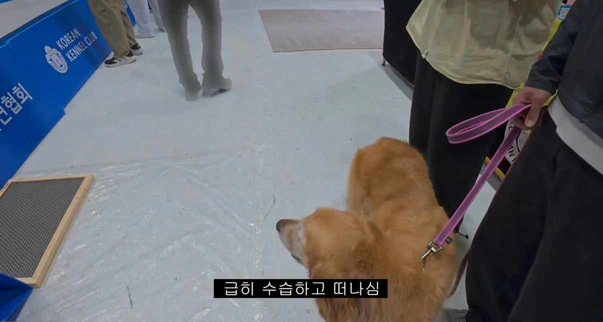 오늘자 도그쇼 협회관계자 망언