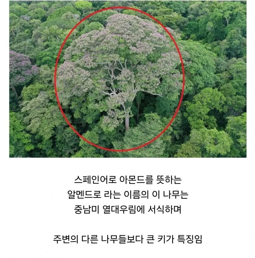 경쟁자를 죽이기 위해 일부러 번개를 맞는 나무