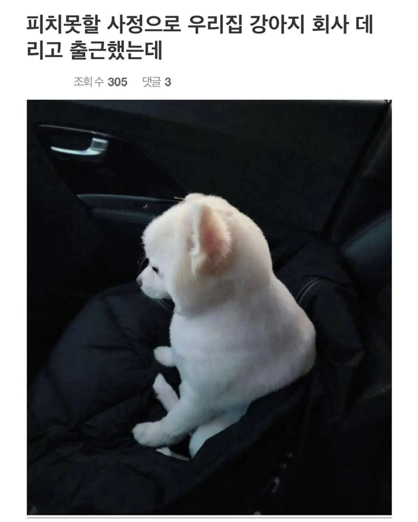 사정이 있어서 강아지 데리고 출근했는데