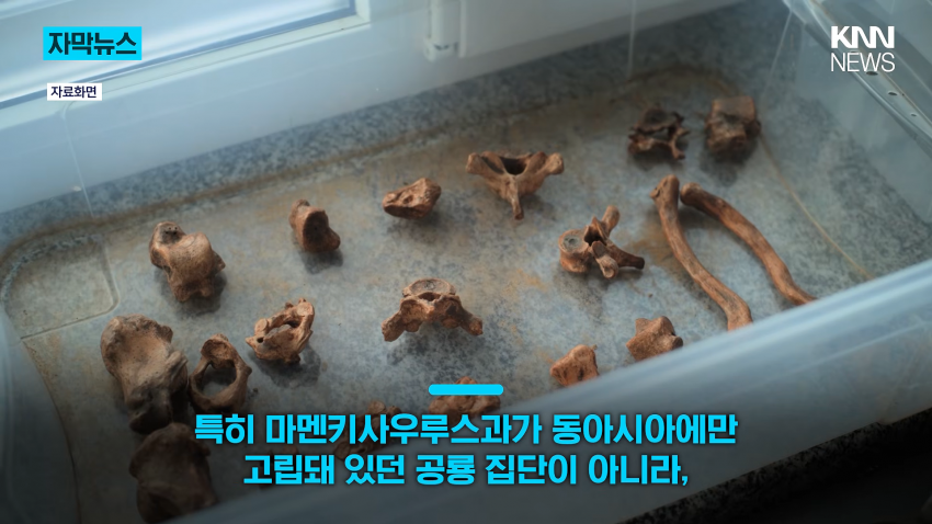 공사장에서 1억 년 전 초대형 공룡 발견 (16)