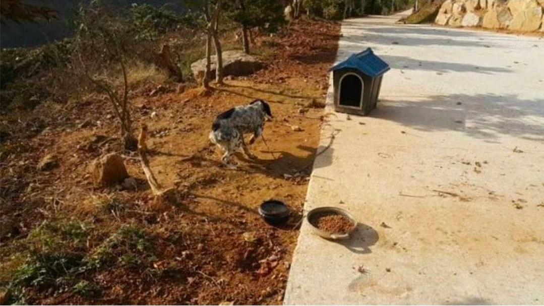 시골에 있는 이상한 개 (3)