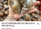 동해안 생물 백고동 1kg 55-65미