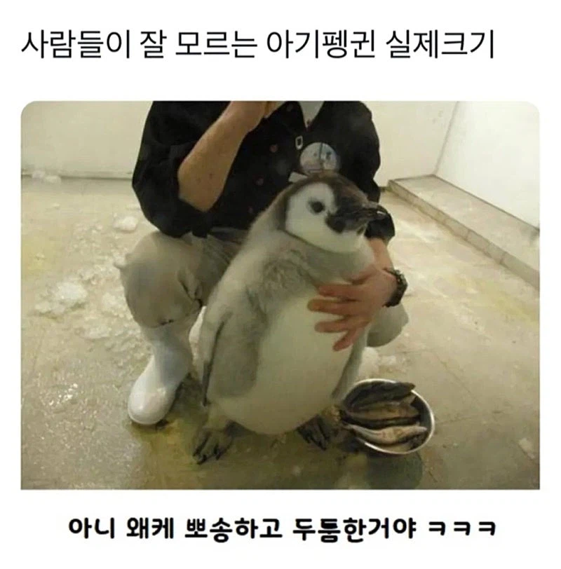 사람들은 잘 모르는 아기펭귄 실제 크기