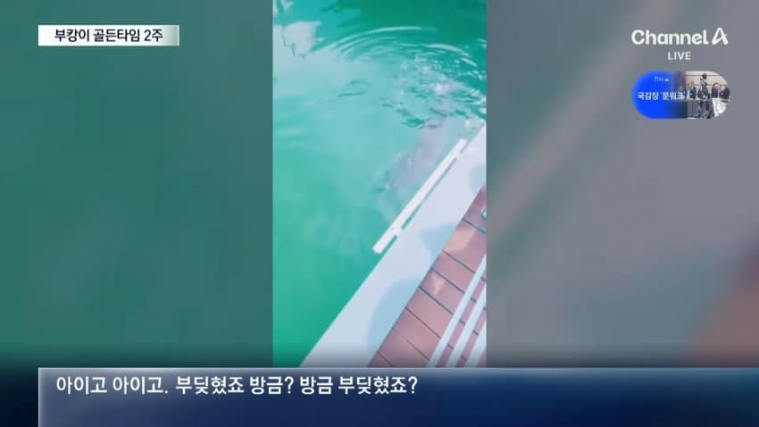 한 달째 갇힌 부산 상어…세 번째 탈출 작전 (5)