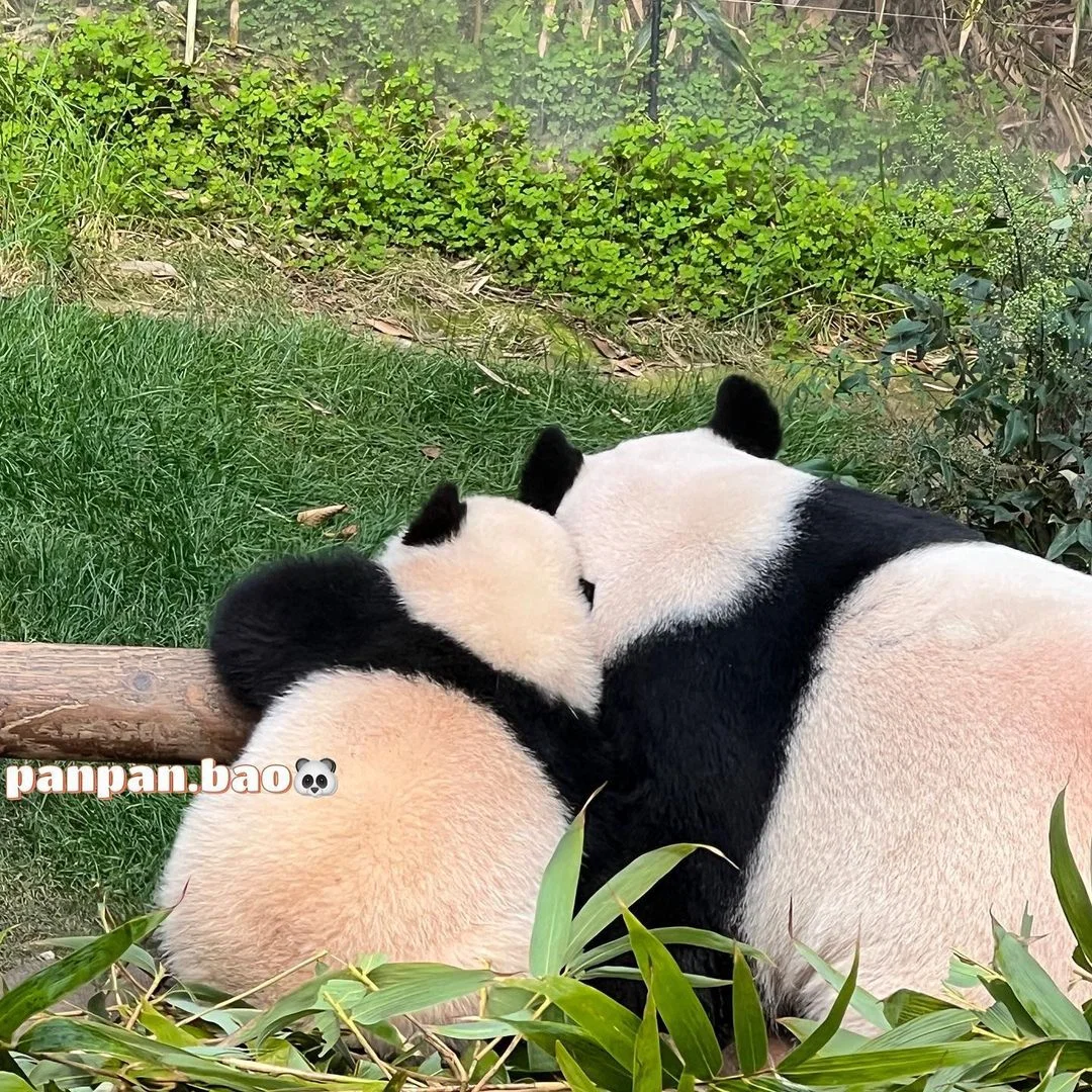 아이바오 따라하는 후이바오 🐼❤🩷 (15)