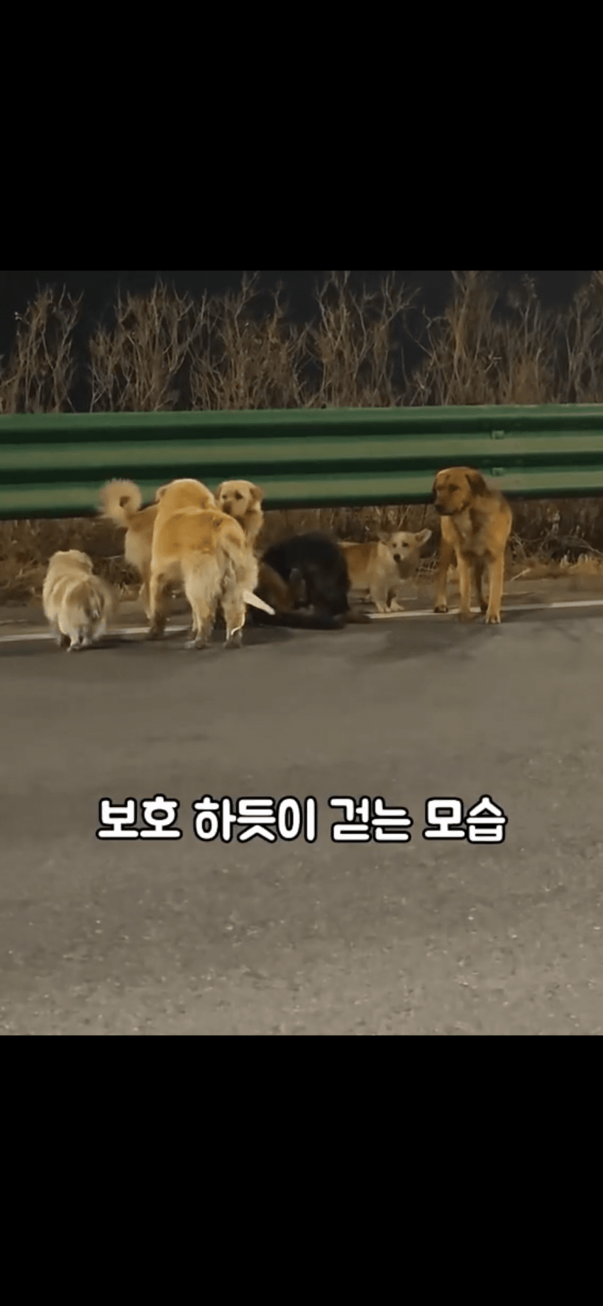 조회수 2억. 웰시코기 하드캐리. 개장수한테 도망가는개들 (6)