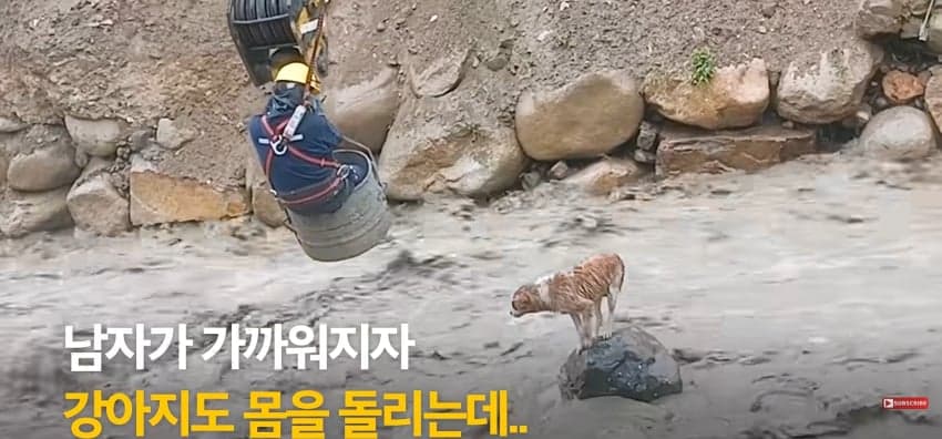 불어난 급류에 강아지 구하러 뛰어든 남자 (11)