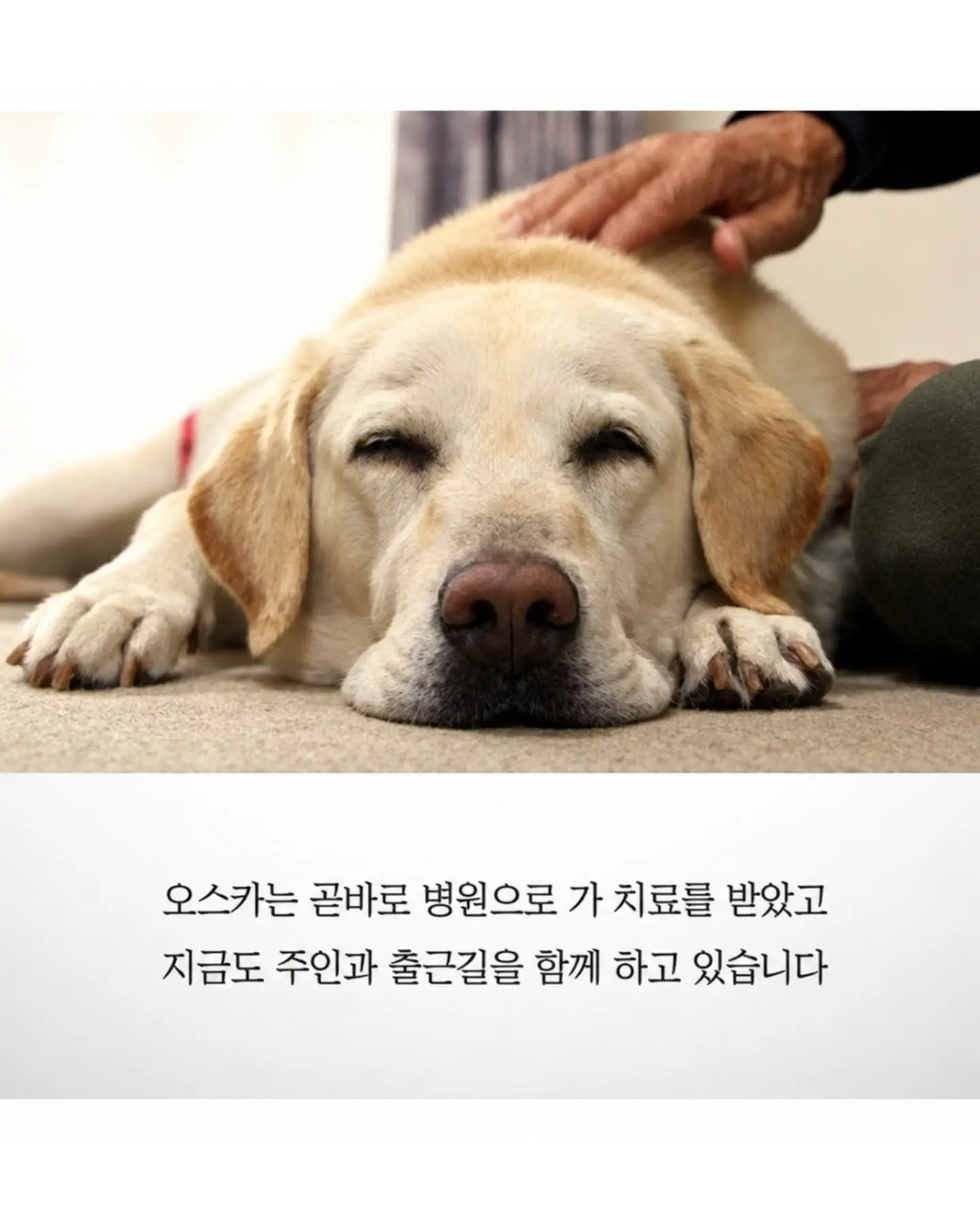 싱글벙글 흉기에 찔려도 참아낸 안내견 오스카 (8)