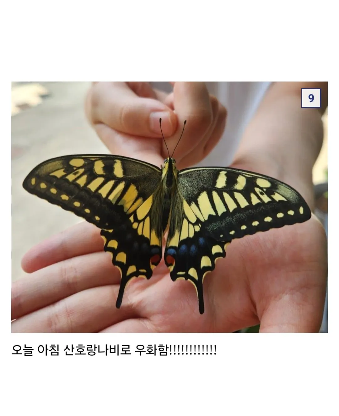 애벌레 잡아서 나비까지 키운 사람 (7)