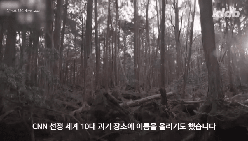 깜짝 .. 일본숲이 유독 무서운 이유 ㄹㅇ . (23)