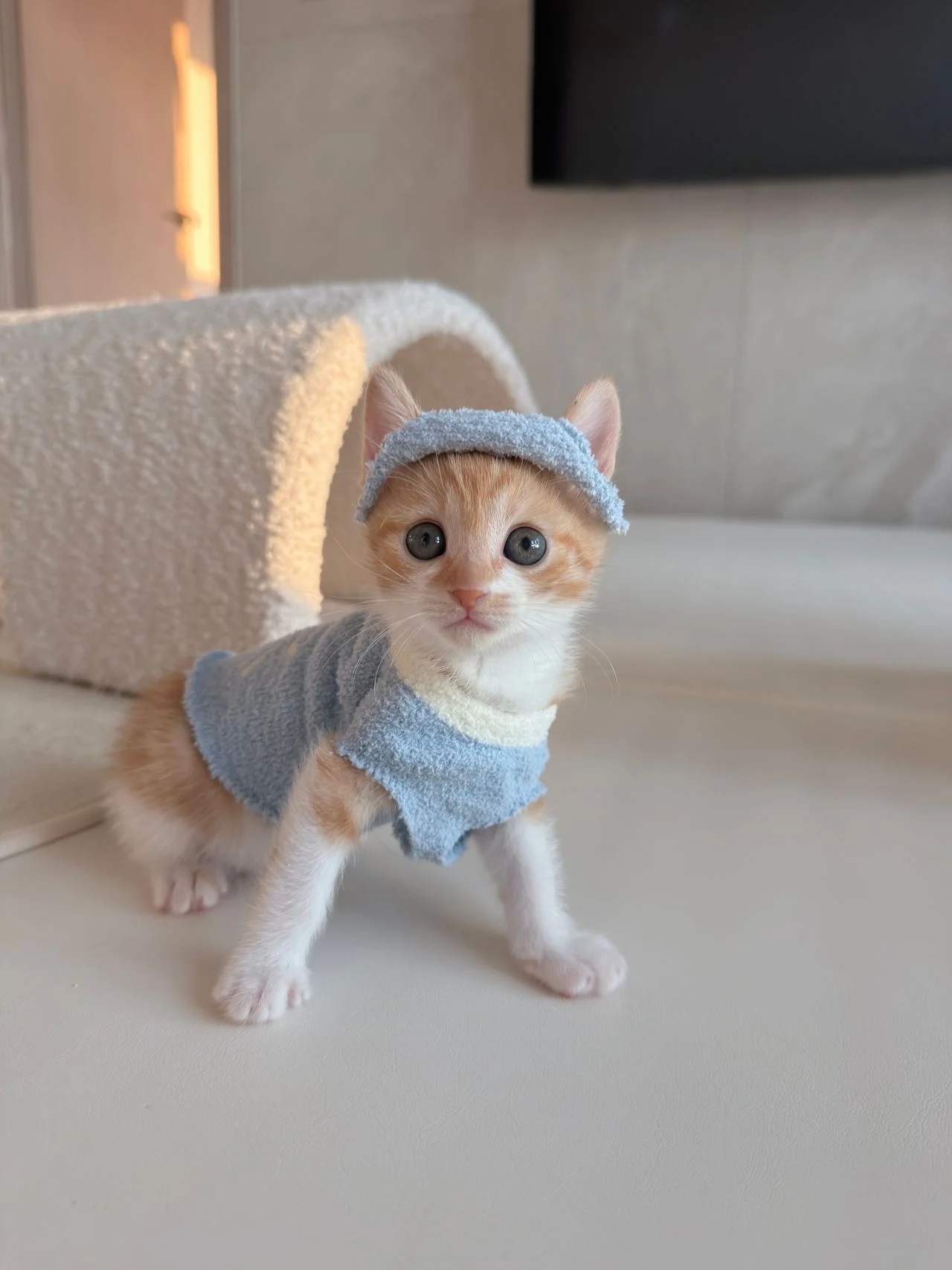 다이소 산 옷을 입는 고양이 (7)
