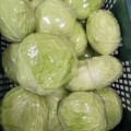[G마켓]제주 양배추 3kg (6,500원/무배)