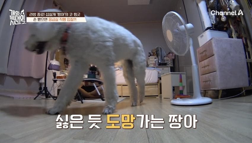 싱글벙글 반려견이 스트레스 받는데도 방송 촬영은 멈출 수 없다는 보호자 (8)