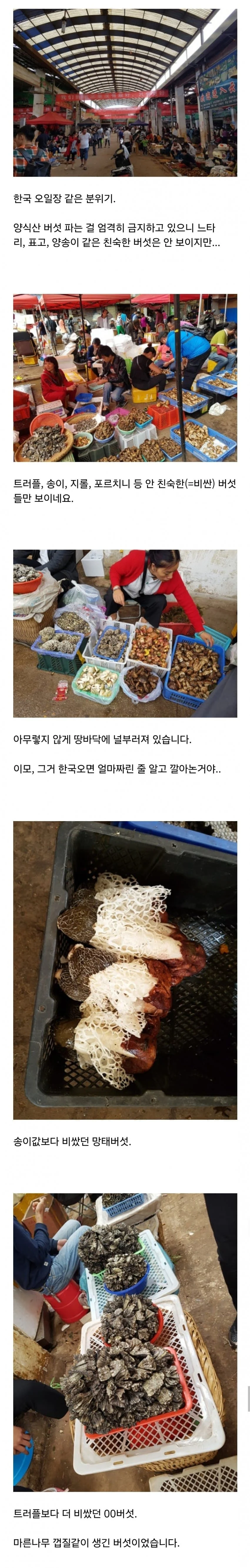 먹으면 이상한 환각이 보이는 독버섯.. (5)