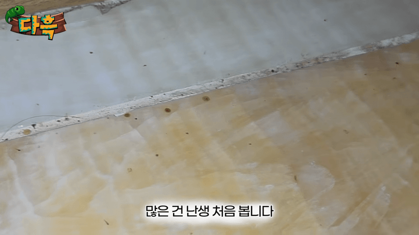 오싹오싹 부산 찜질방에 출몰해서 난리난 빈대(베드버그)상황 (11)