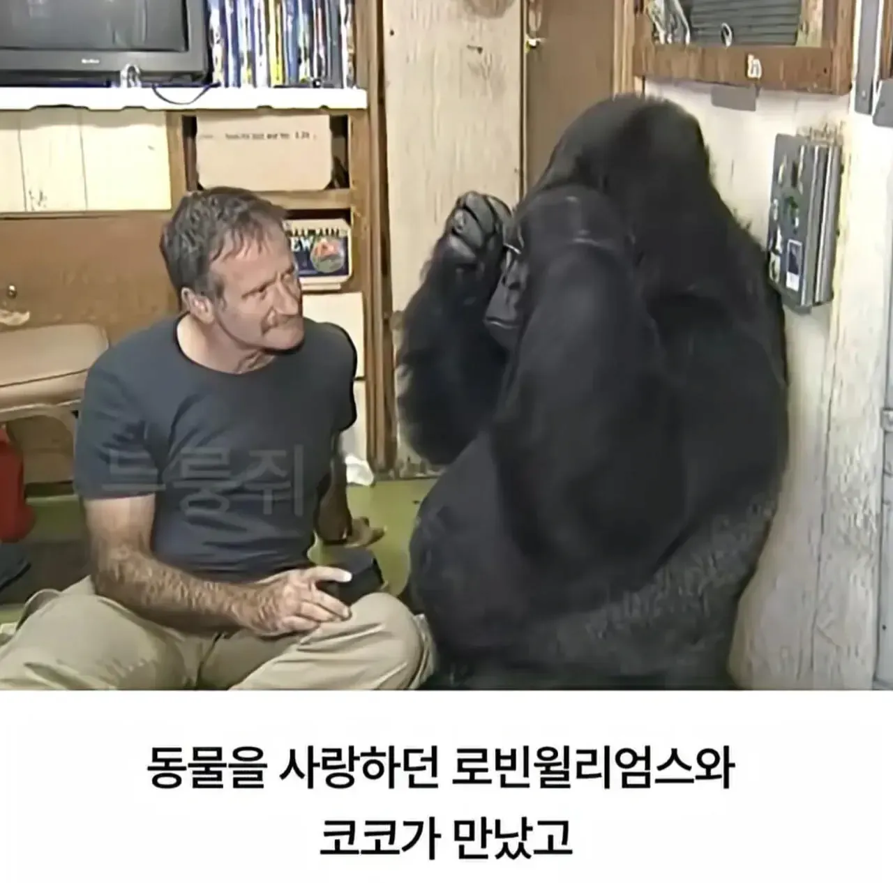 세계 최초로 수어를 이용해 인간과의 대화에 성공한 고릴라 (2)