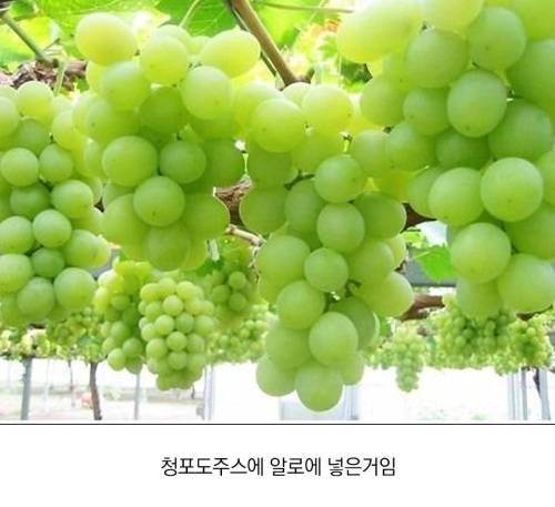 대부분 모르는 알로에 주스 비밀.jpg