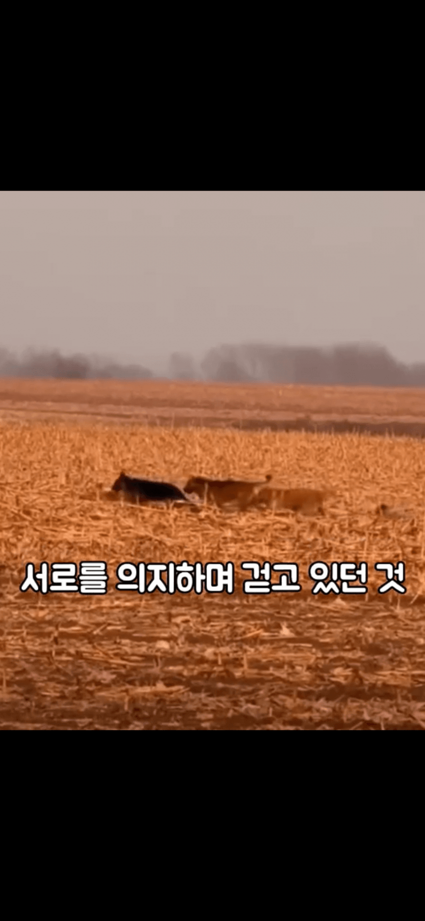조회수 2억. 웰시코기 하드캐리. 개장수한테 도망가는개들 (13)