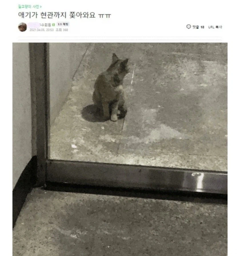 캣맘 레전드 짤들 (2)