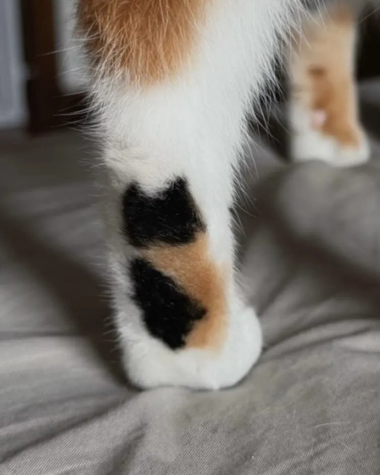 고양이 문신 고양이