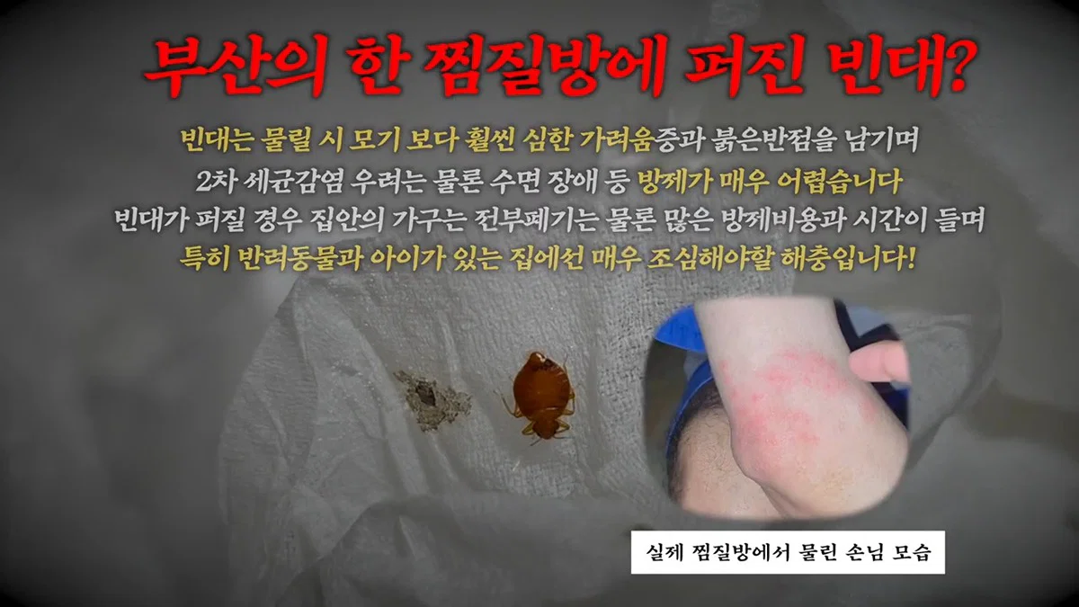 부산 찜질방 빈대 이슈 업로드한 유튜버 다흑...