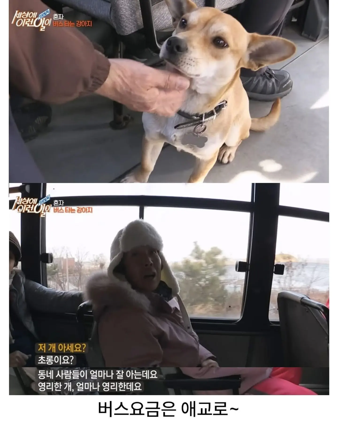 친구 만나러 매일 무임승차하는 강아지 (5)