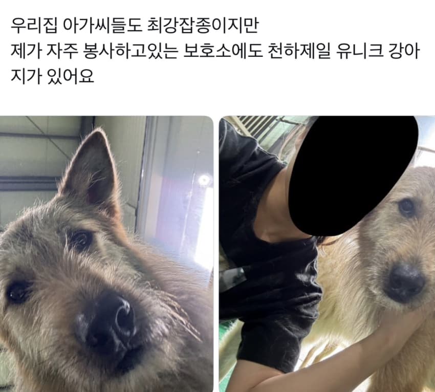 싱글벙글 너무 섞여서 잘 모르겠는 잡종견 사진집이 갖고 싶어 (28)