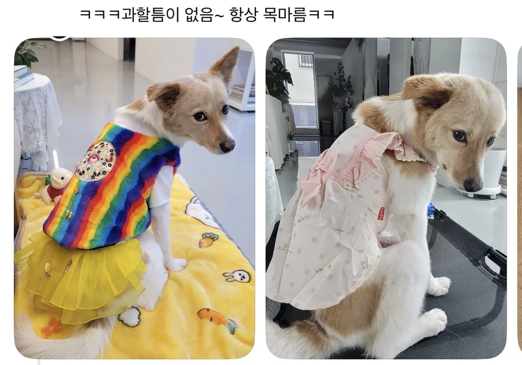 강아지 옷 샀는데 너무 과한가..? (10)