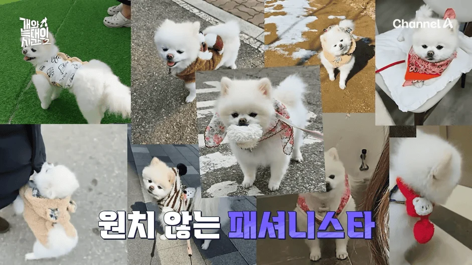 [#개와늑대의시간2] _저 같아도 물 것 같._ 하루에 개를 462번 부르는 보호자!_😨🚨 (귀에 딱지 앉을 듯.)🤕🐕 _ 개와 늑대의 시간2 17회 10-15 screenshot.png