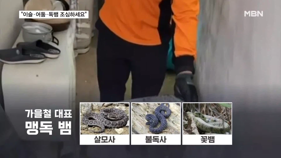 요즘 산행에 독뱀 조심하라네... (3)