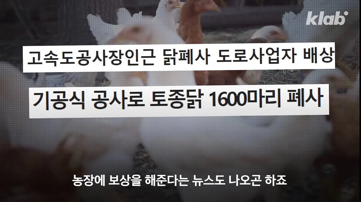 새들에겐 거의 전쟁난 수준이라는 불꽃축제 (44)