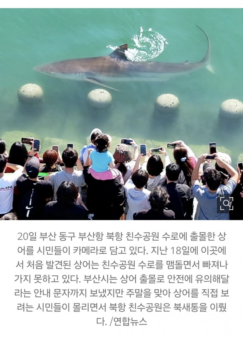 상어 관련주 떡상한 국장 근황.news