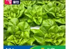 유럽 샐러드 채소 야채 1kg