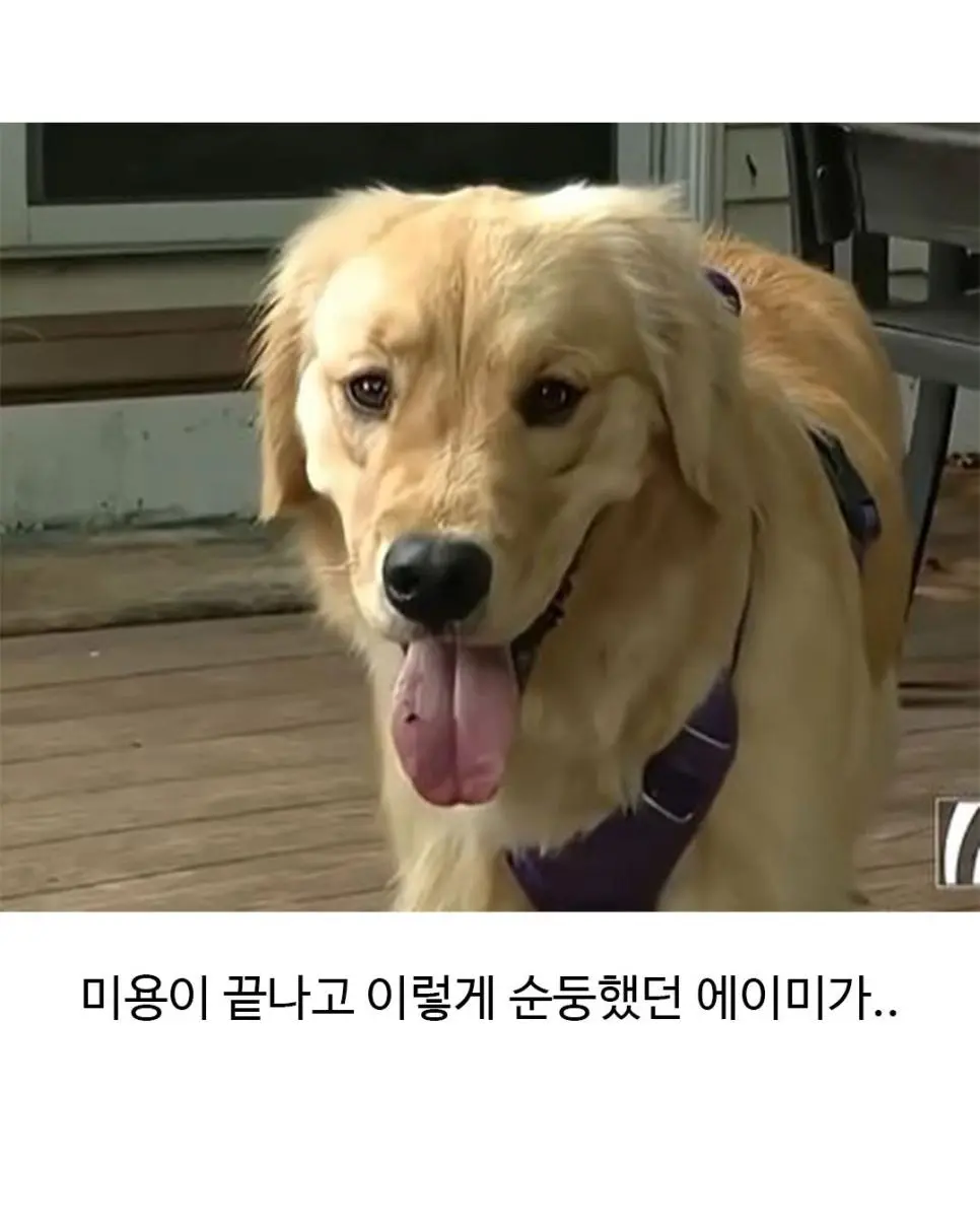 미용실 다녀온 후 표독해진 골댕이 (2)
