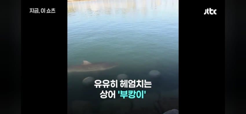 "우럭 먹자~" 부캉이에 생선 투척한 부산 시민 (5)