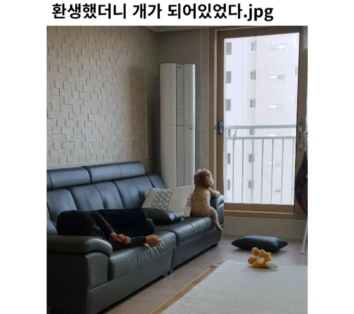 미용실 보냈는데 푸들이 실종되고 아기양으로 돌아왔습니다 (70)