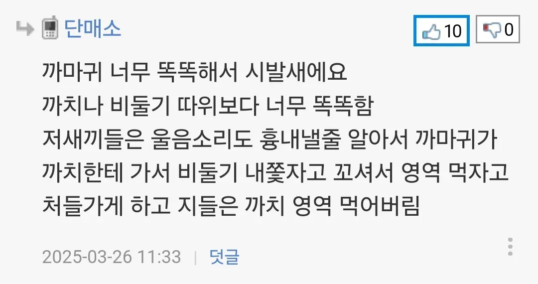 까마귀가 둥지 지으려고 소 털 뜯어가는 장면.jpg