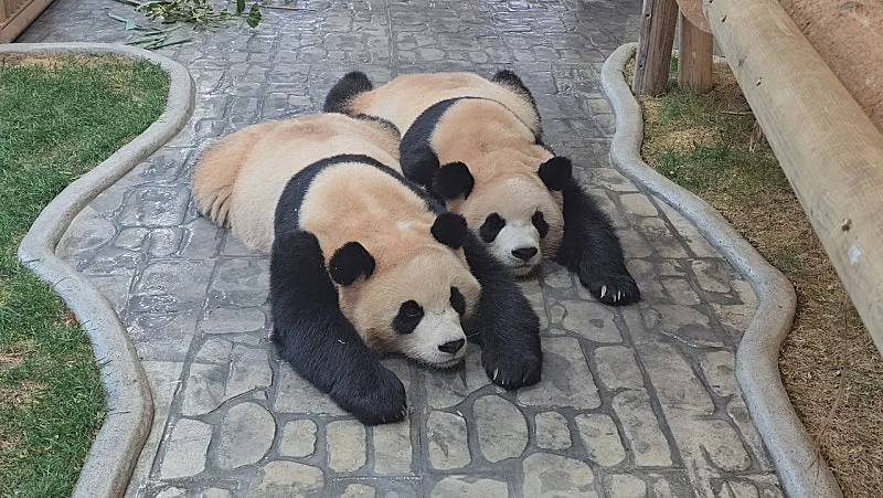 오늘자 남천바오 할부지(=강바오) 글 속 둥이들 언급🐼💜🩷 (3)