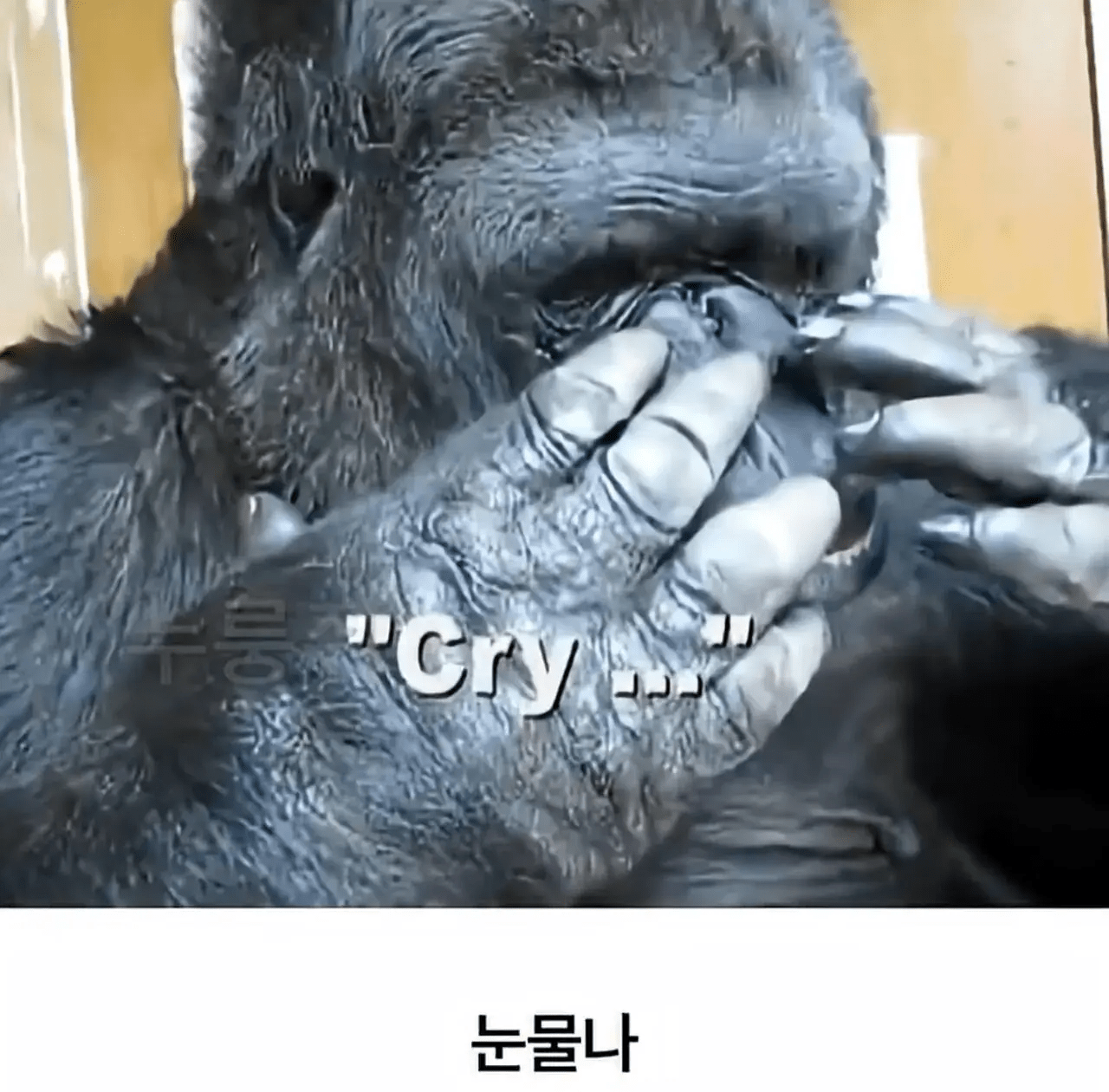 세계 최초로 수어를 이용해 인간과의 대화에 성공한 고릴라 (12)
