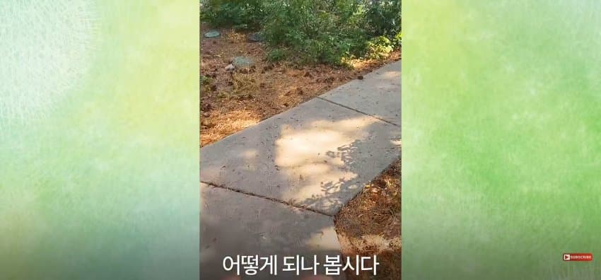 어미 다람쥐에게 갈곳 잃은 새끼 보여줬더니.. (19)