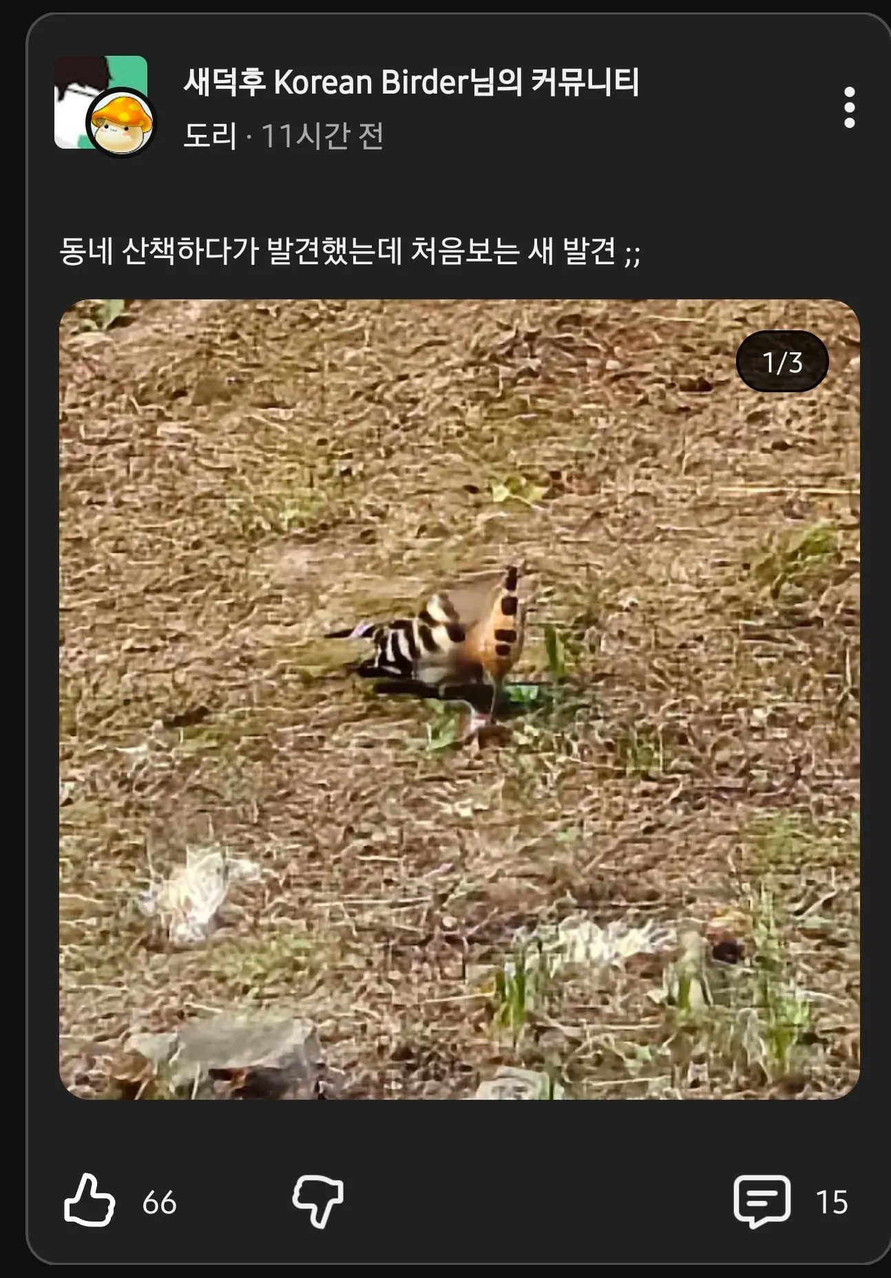 인터넷에 신기한 새라고 사진 올라오면 상당수를 차지하는 새.jpg