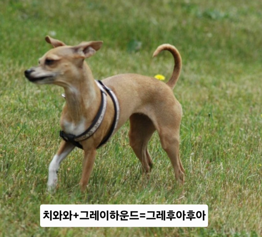싱글벙글 래딧에 유행한다는 미친 짓 (24)