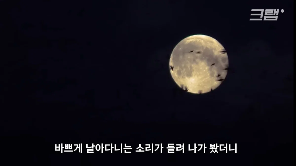 새들에겐 거의 전쟁난 수준이라는 불꽃축제 (11)