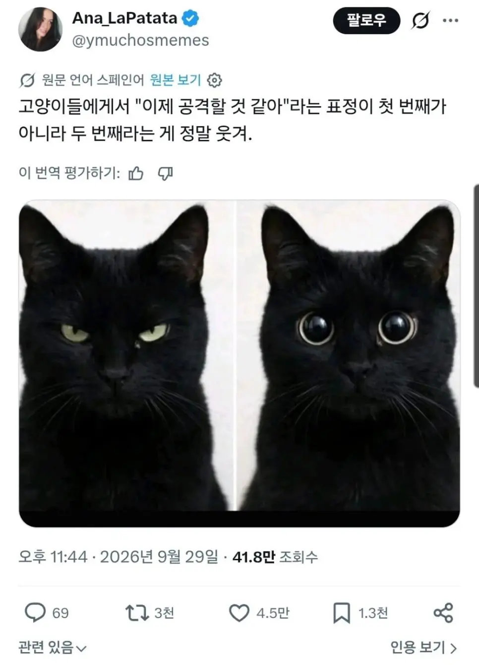 집사들만 공감한다는 고양이들 표정이 웃긴 점