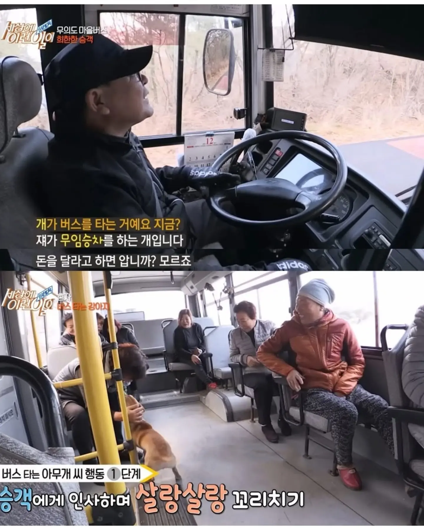 친구 만나러 매일 무임승차하는 강아지 (4)